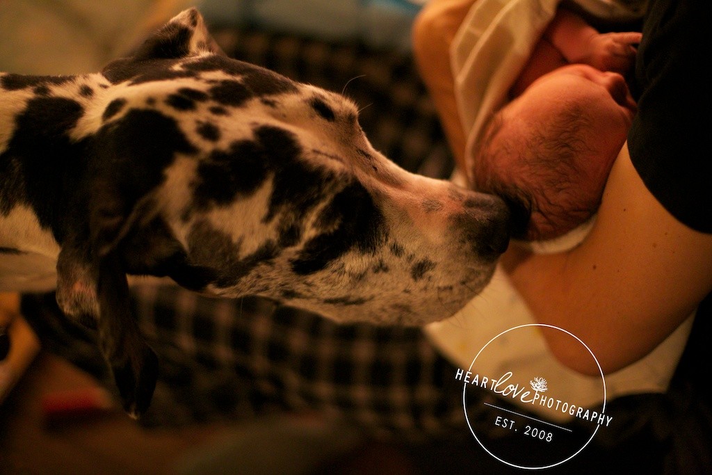Dog meeting Newborn Baby | Maryland Birth Photographer Jillian Mills
