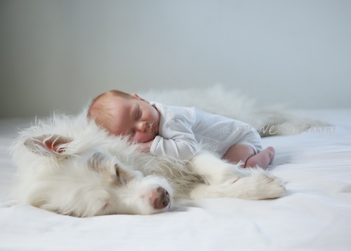 Sleeping Newborn With Dog | Baltimore, MD | Heartlove Photography